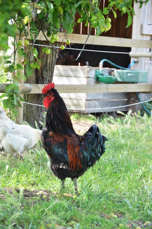 La Petite Ferme Acomodação com café da manhã Mazé Exterior foto